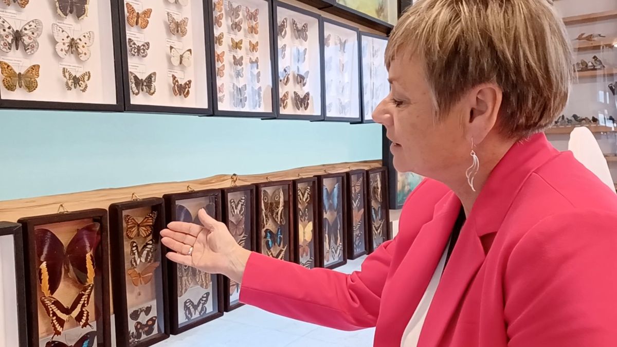 Unikátní sbírka motýlů nestála život ani jednoho
